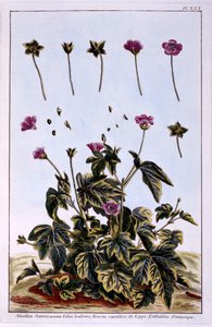 Érable fleuri ou mauve indienne